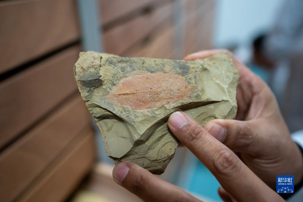 拍張CT，看一下5億多年前的化石長啥樣！(圖7)