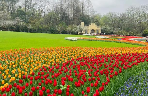 2024杭州太子灣公園郁金香開(kāi)花時(shí)間
