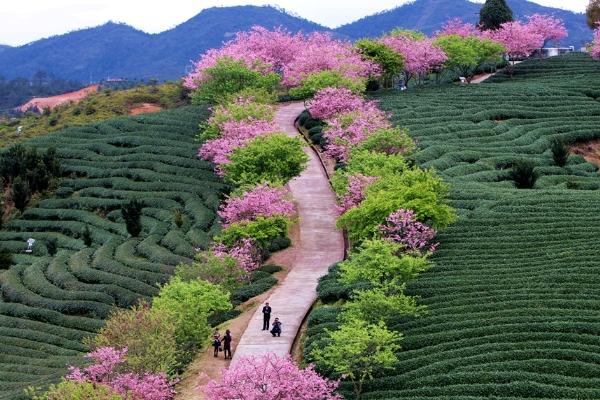 永福櫻花園2024開花期