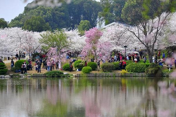 2024武漢東湖磨山櫻花園門票價格